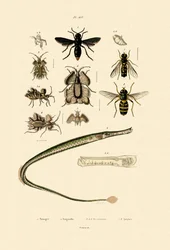 グレートパイプフィッシュ、1833-39